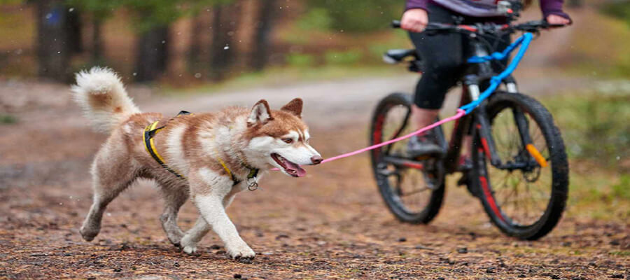 How to Train Your Dog to Walk Nicely on a Leash: A Step-by-Step Guide
